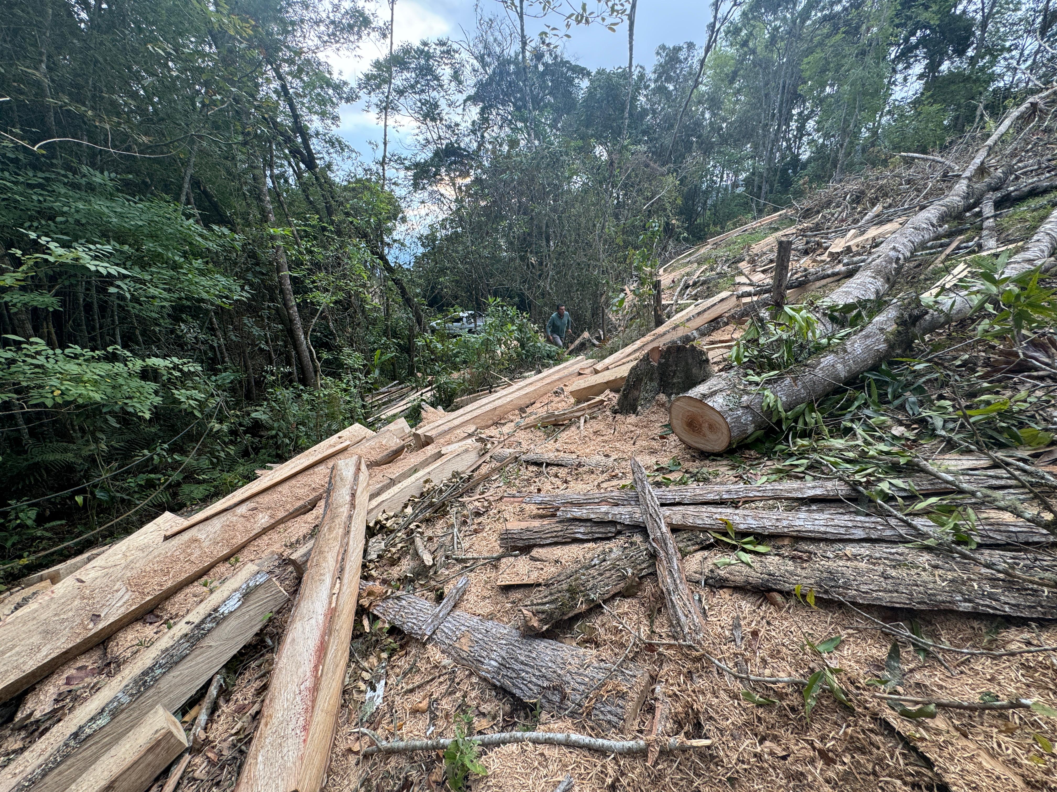 Detienen tala de urapanes en una ronda de protección hídrica de Cundinamarca