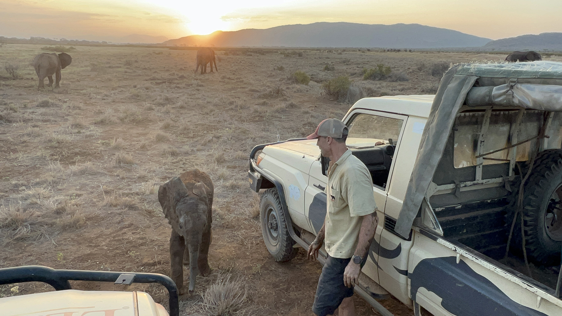 En video: cría de elefante huérfana, de cuatro meses, se reencuentra con su familia