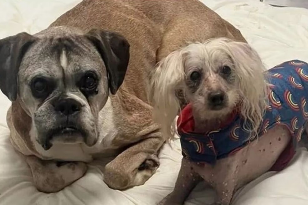 Encontraron a dos perros junto al cadáver de su dueño: “no se querían despegar”