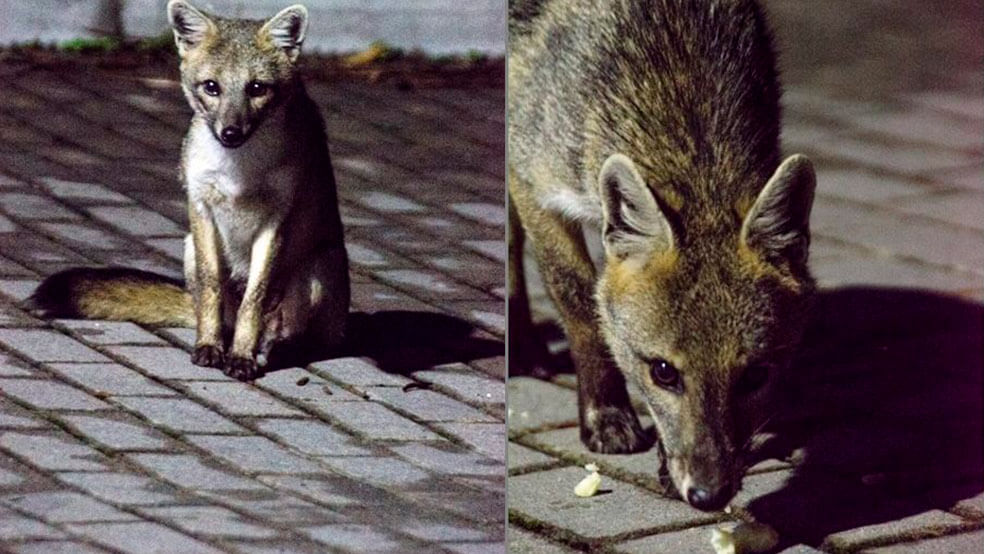 Coronavirus en el mundo: ¿Por qué hay animales silvestres en las calles?