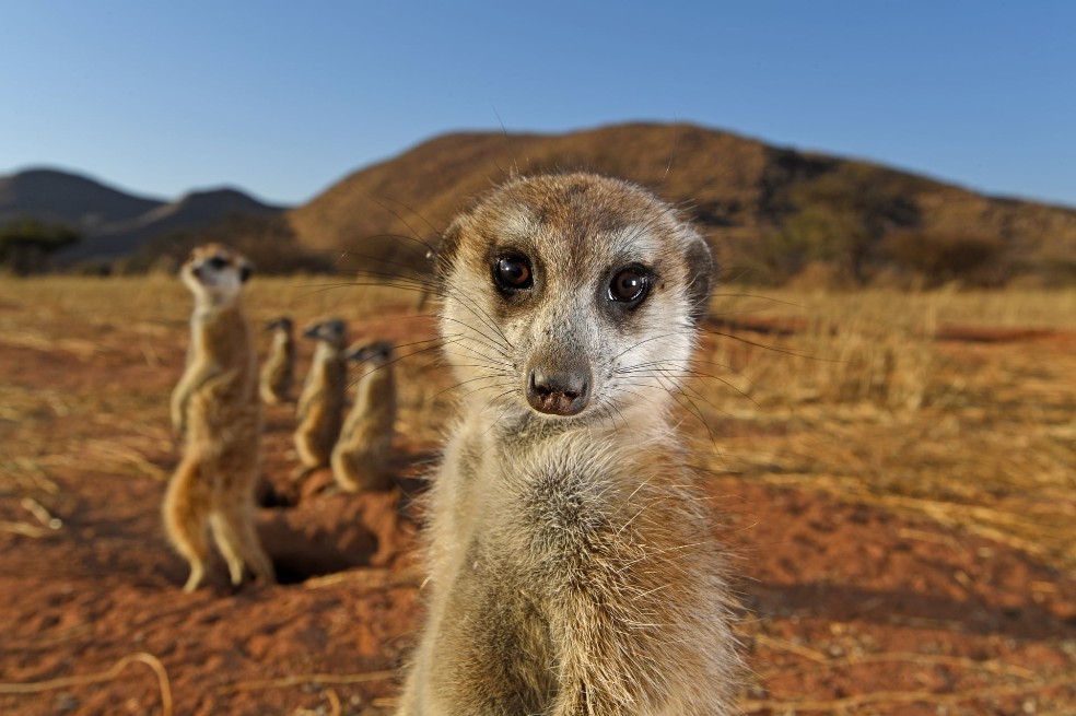 Suricatas posando, por Thomas Peschak:
Un grupo de suricatas ubicadas en la reserva Tswalu Kalahari, en Sudáfrica, fueron retratadas por el fotógrafo alemán.