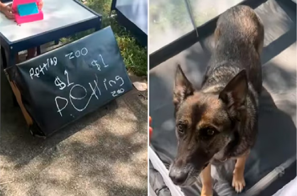 Niño convierte a la perrita de su tío en estrella de un “parque de caricias”