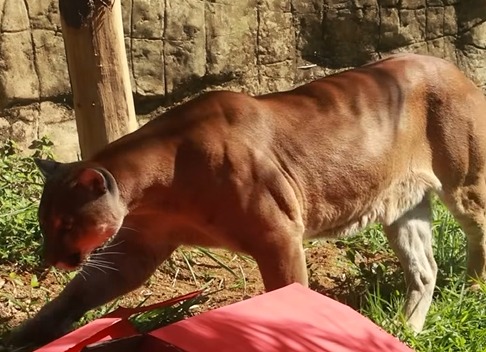 Murió Orus, puma que escapó de Zoológico de Cali, tras horas de salir de su área