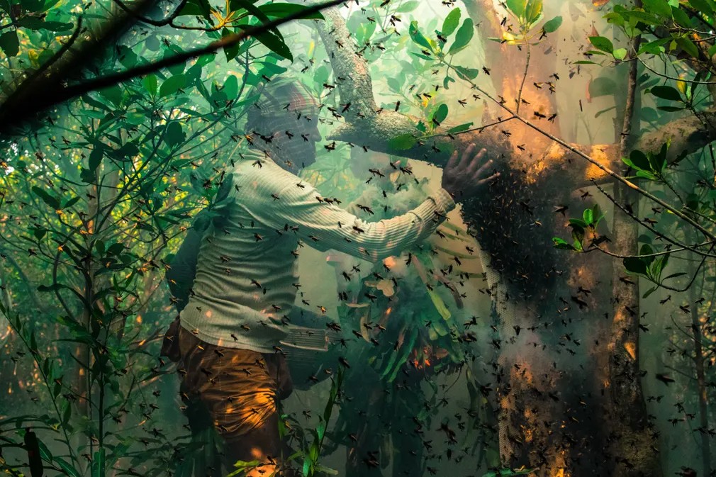 Honey Hunters: Los recolectores tradicionales rompen un panal para obtener miel en Sundarbans, un lugar declarado Patrimonio de la Humanidad por la UNESCO y un santuario de vida silvestre en Bangladesh.