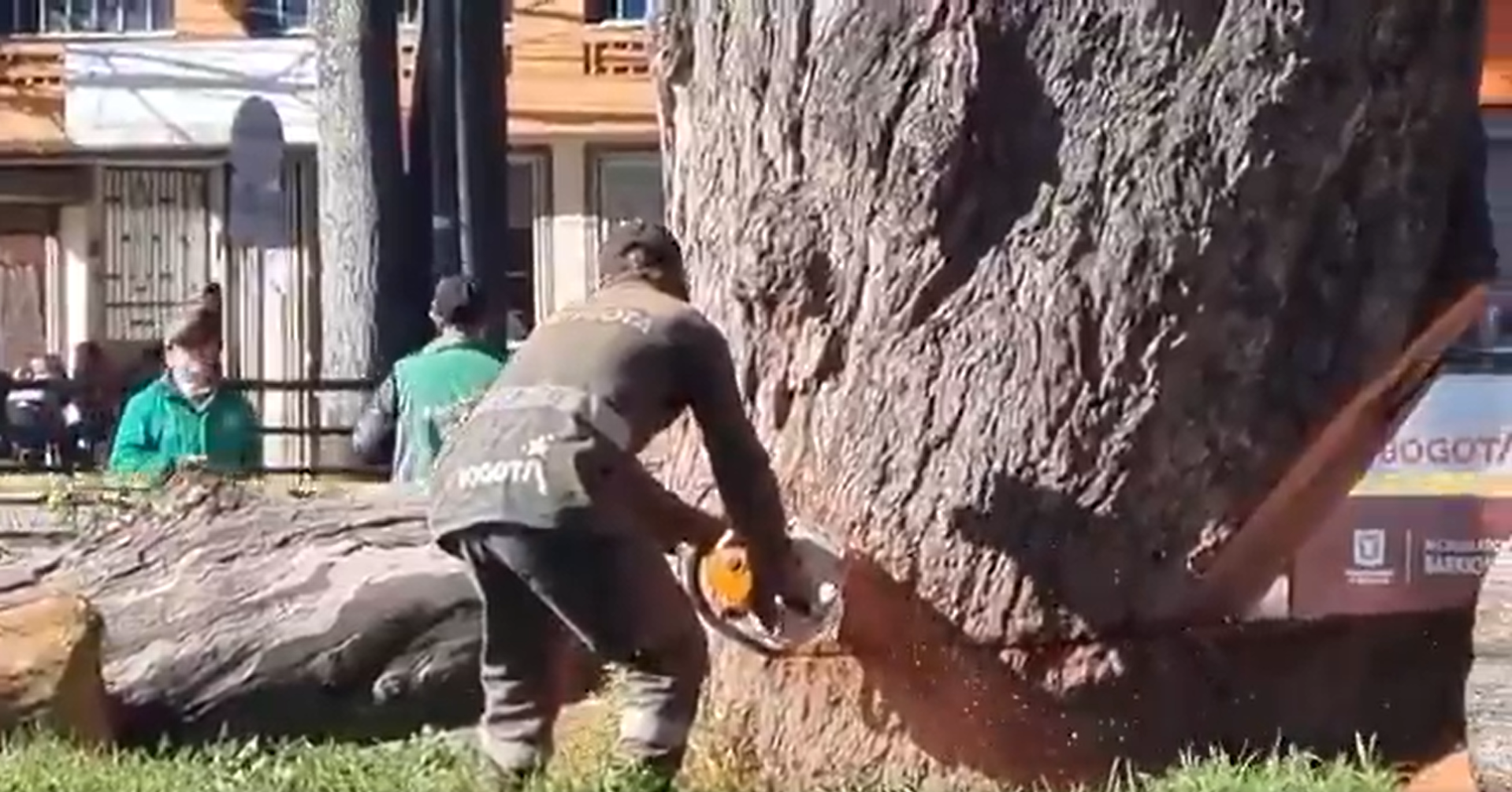 Distrito se pronunció por polémica tala del árbol más antiguo de Engativá Pueblo