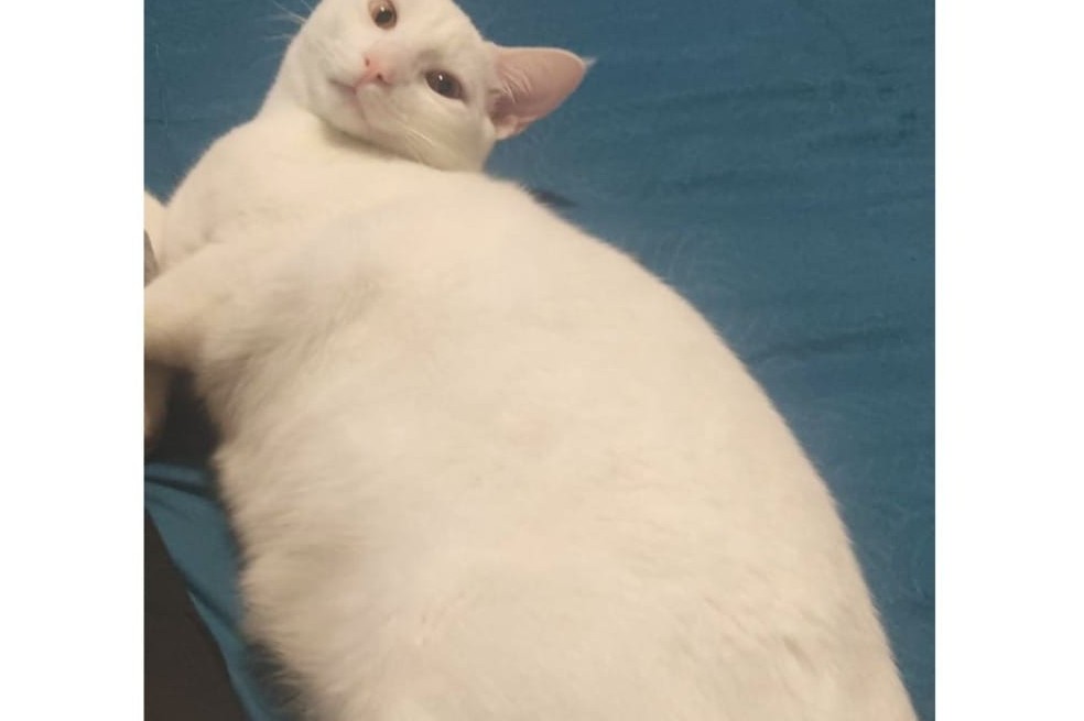 Copito gato perdido