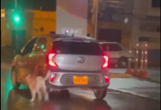 Falso: perro que corría detrás de un carro en Cali no fue abandonado
