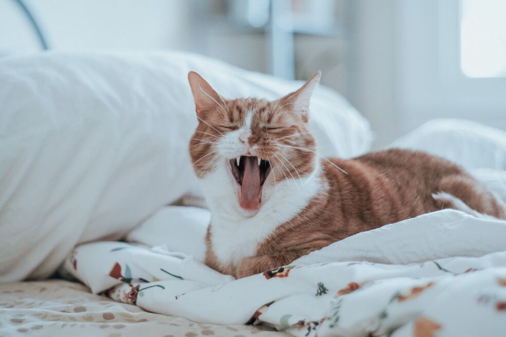 ¿Qué pasa si ignoro los maullidos de mi gato?