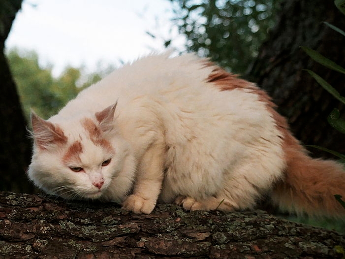 Esta raza tiene un elemento que contribuye a su capacidad de entrenamiento: su curiosidad. De esta manera, los gatos Van Turco son atléticos y le gusta ascender a lugares altos para tener una mejor visión de las zonas.