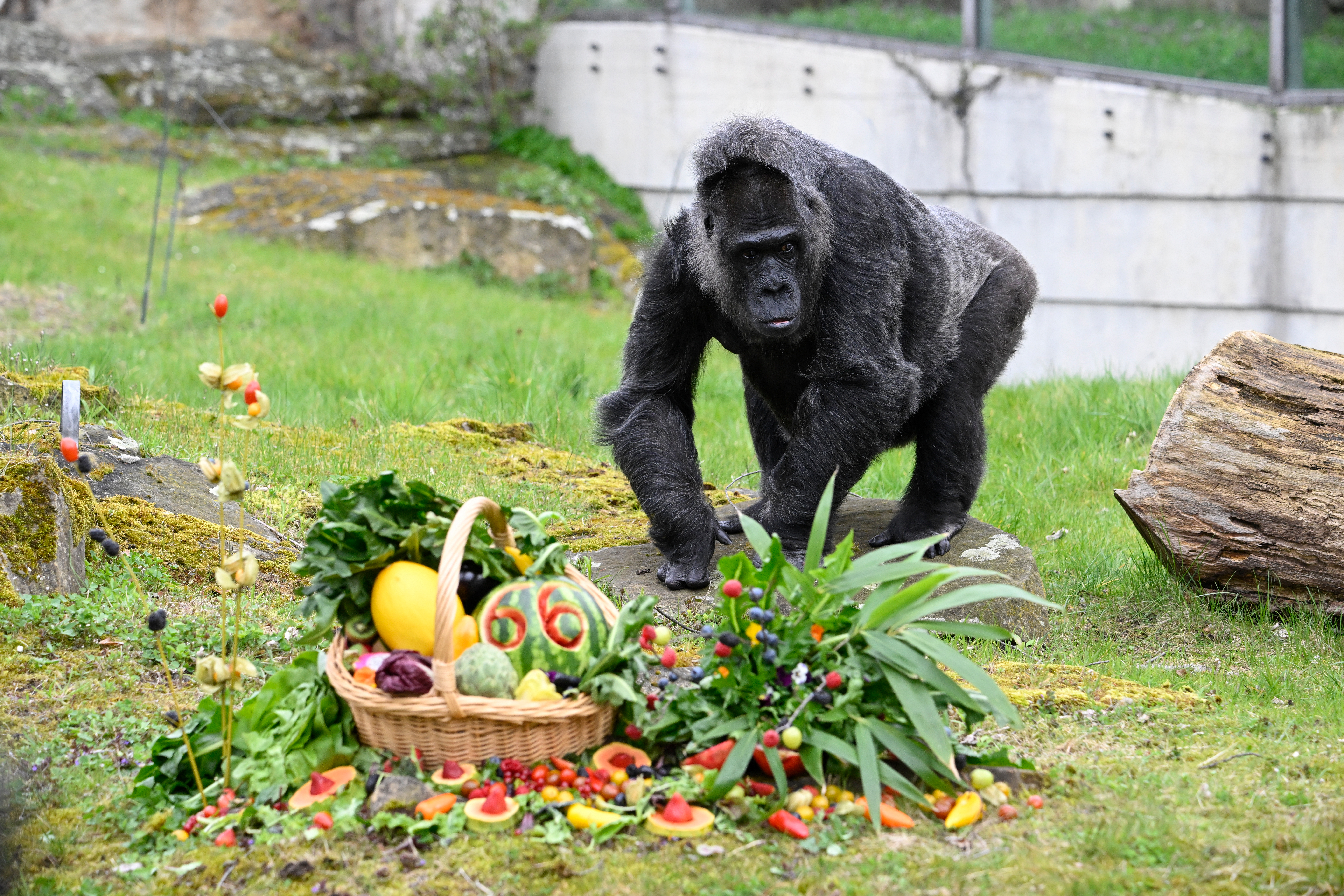 La gorila más vieja del mundo cumple 66 años en el zoo de Berlín