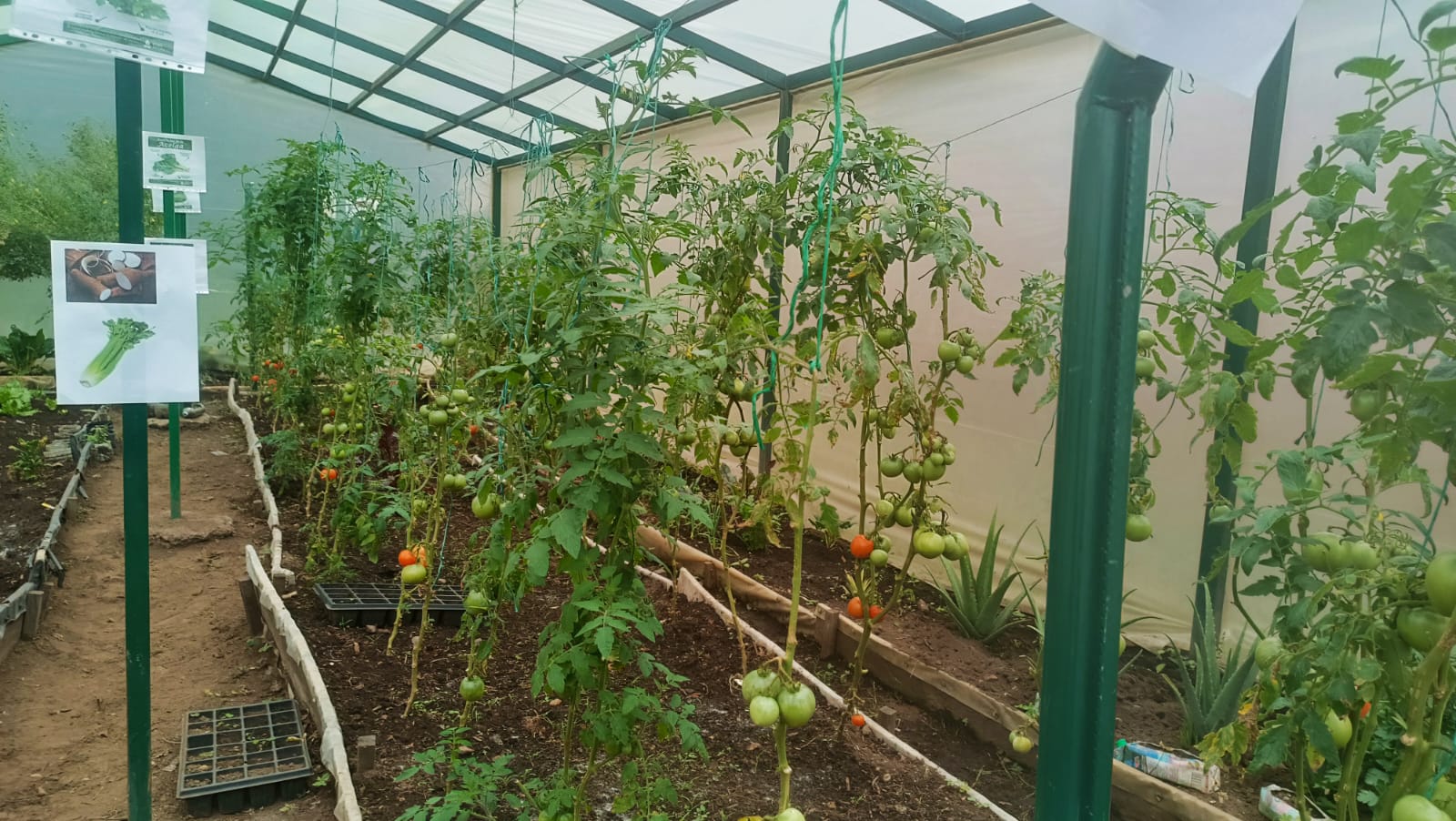 El proyecto busca promover la agricultura urbana en los hogares de las familias de la institución, incentivando que tengan cultivos básicos como cilantro, lechuga o tomate, incluso en espacios reducidos.