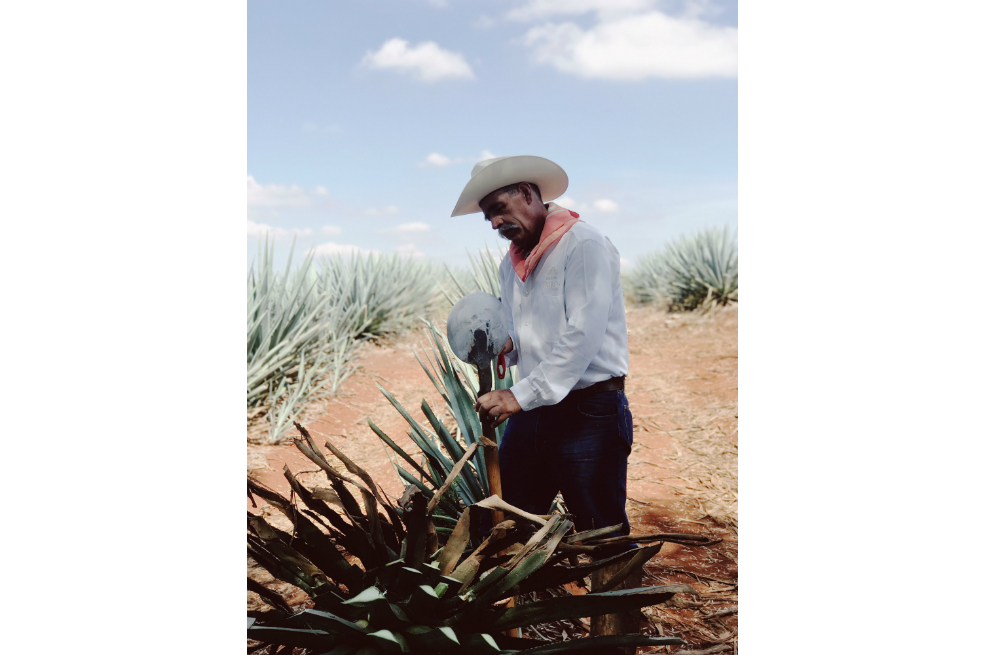 Don Manuel es un jimador de Tequila Patrón. Aprendió el arte por sus ancestros, hace 25 años. / Ita María