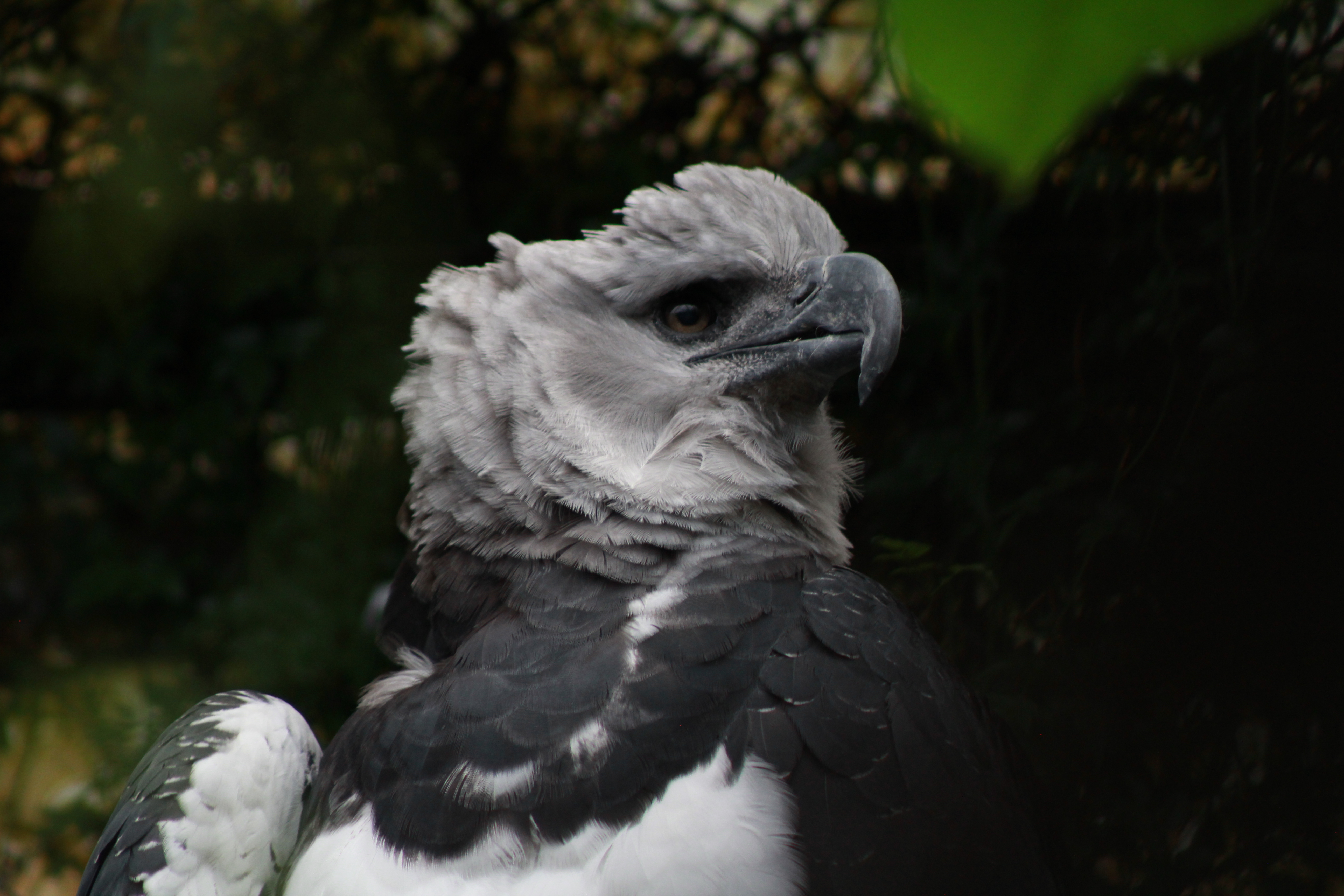 La gran oportunidad de proteger al águila arpía que se dio cerca a Bogotá