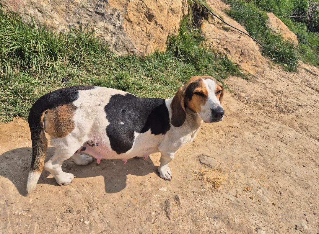 Jornada de esterilización en Soacha busca frenar abandono animal: así puede ayudar