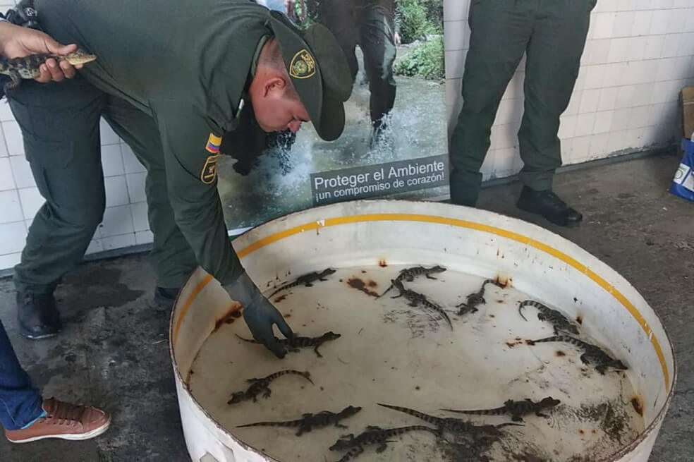 Policía ambiental rescató 20 crías de babilla en Jamundí