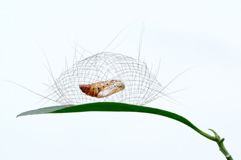 Categoría comportamiento invertebrados: Minghui Yuan encontró en la selva tropical de Xishuangbanna una larva de polilla del musgo creando un nido de red protector sobre una hojas.