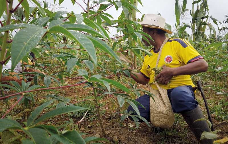 Cajibío: el sigiloso avance de la coca y las disidencias de las Farc