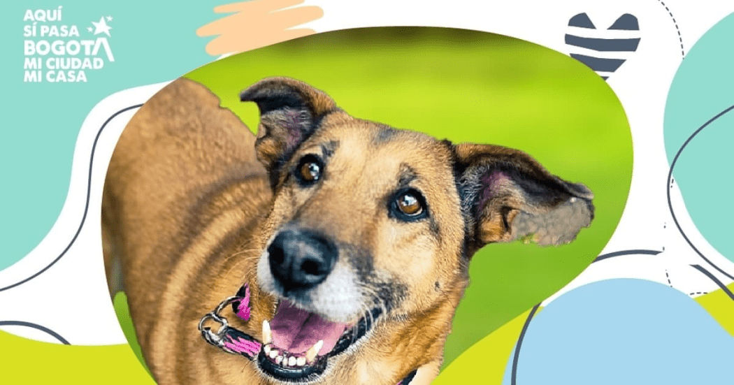 Theatrón abrió sus puertas para la adopción: 13 animales consiguieron un hogar