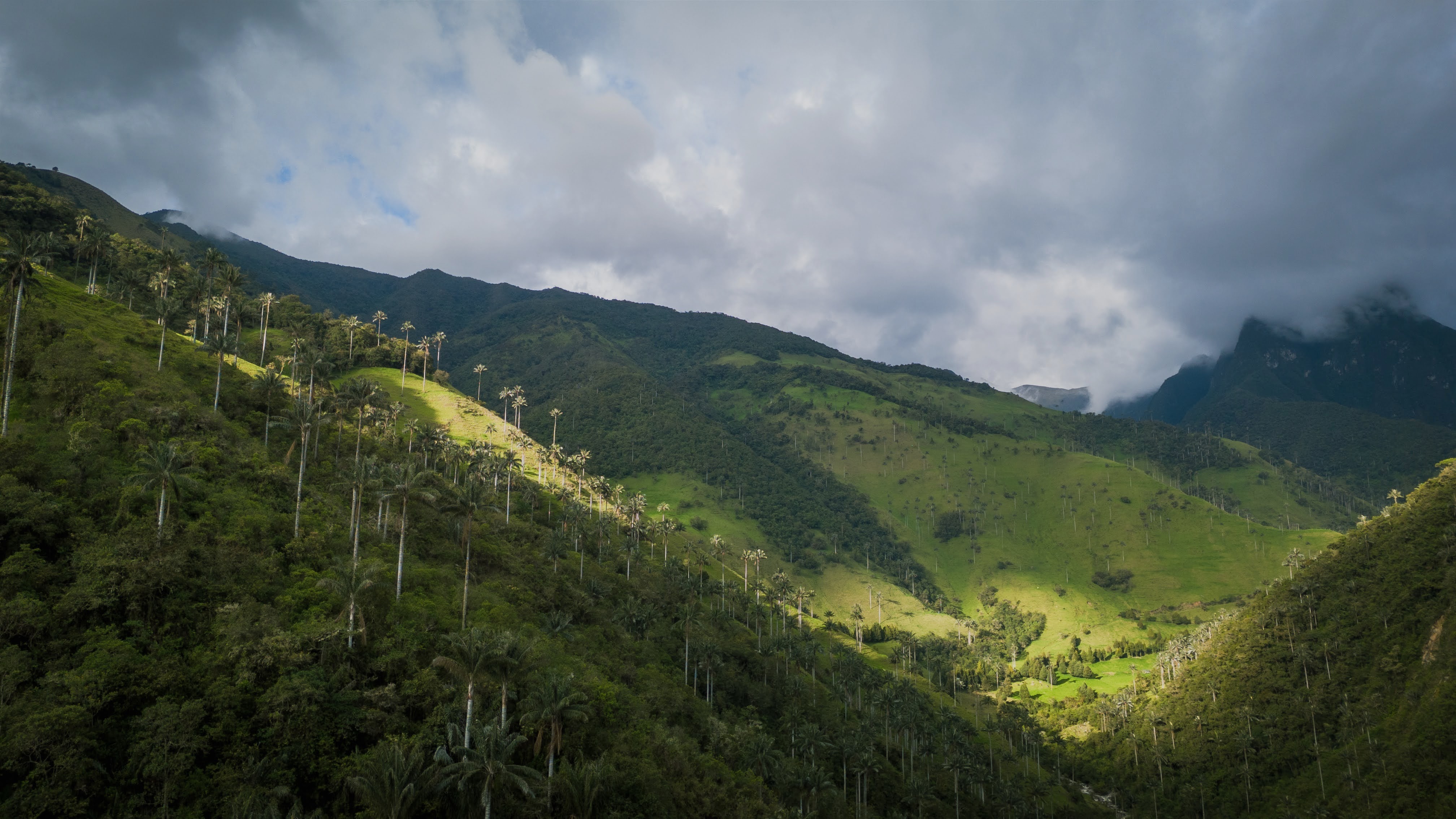 En la vereda Santo Domingo del resguardo de Tacueyó, en Toribío, uno de los mayores atractivos es un valle de palmas de cera que supera en extensión al emblemático Cocora, en Quindío.