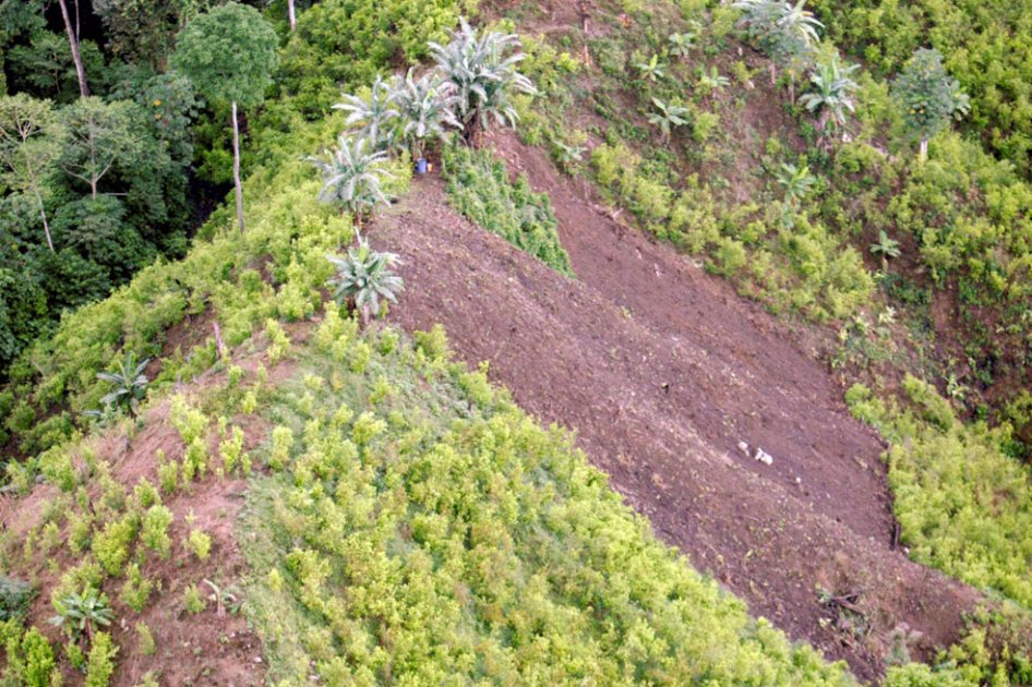 Estudio científico sobre coca condicionará extensión de cultivos en Bolivia