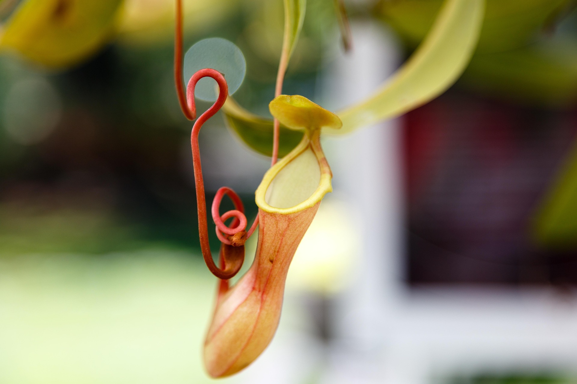 Las Nepenthes, conocidas como plantas jarra o copa de mono, son plantas carnívoras tropicales que destacan por sus llamativas trampas en forma de jarra, donde capturan y digieren insectos para obtener nutrientes. Para cultivarlas con éxito requieren abundante luz indirecta, temperaturas cálidas, humedad ambiental elevada entre el 70 % y el 80 %, y un sustrato aireado y bien drenado, como musgo sphagnum o mezclas para plantas carnívoras.