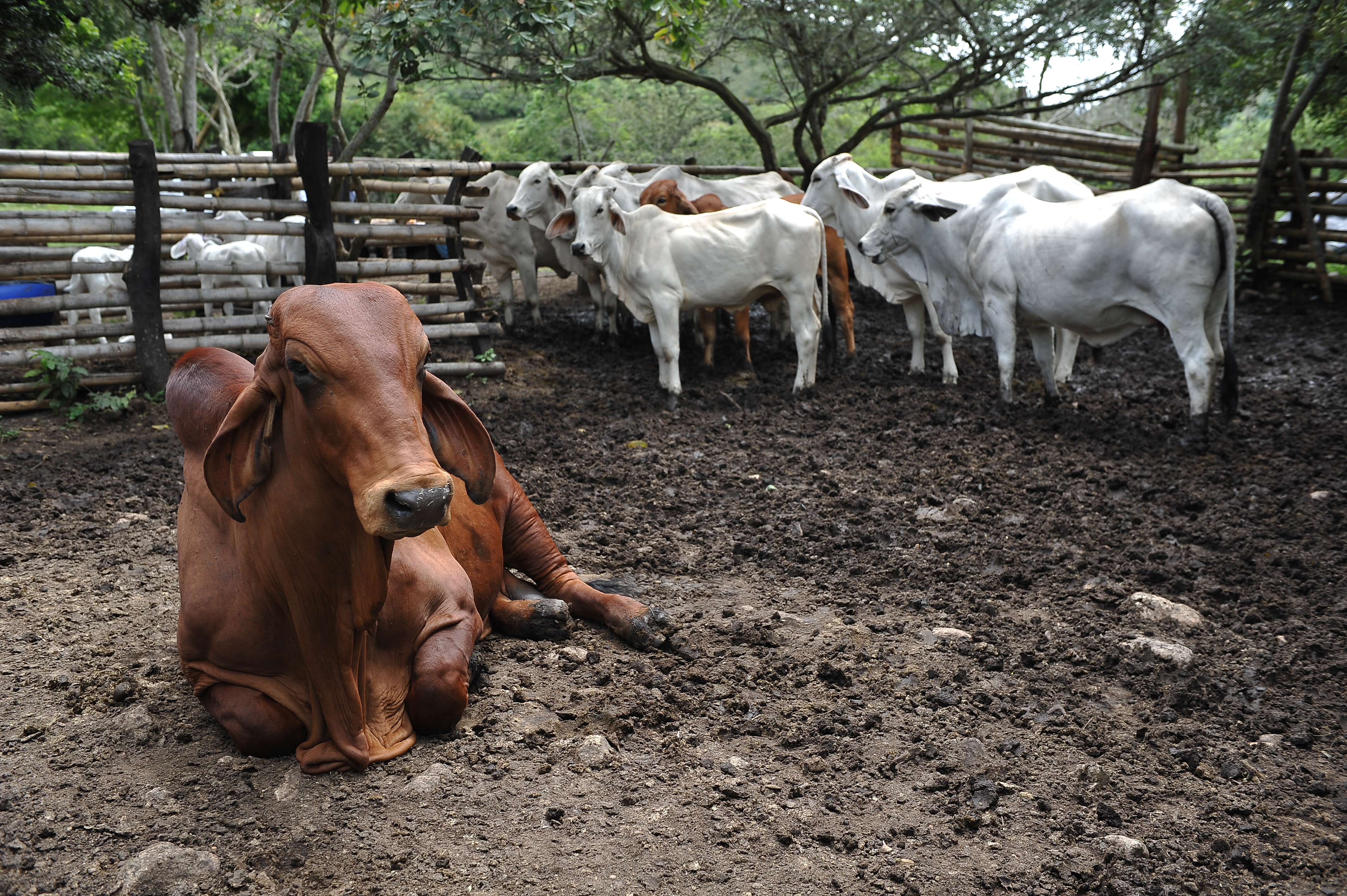 Nueva Zelanda intentará ponerle precio a los gases que producen las vacas