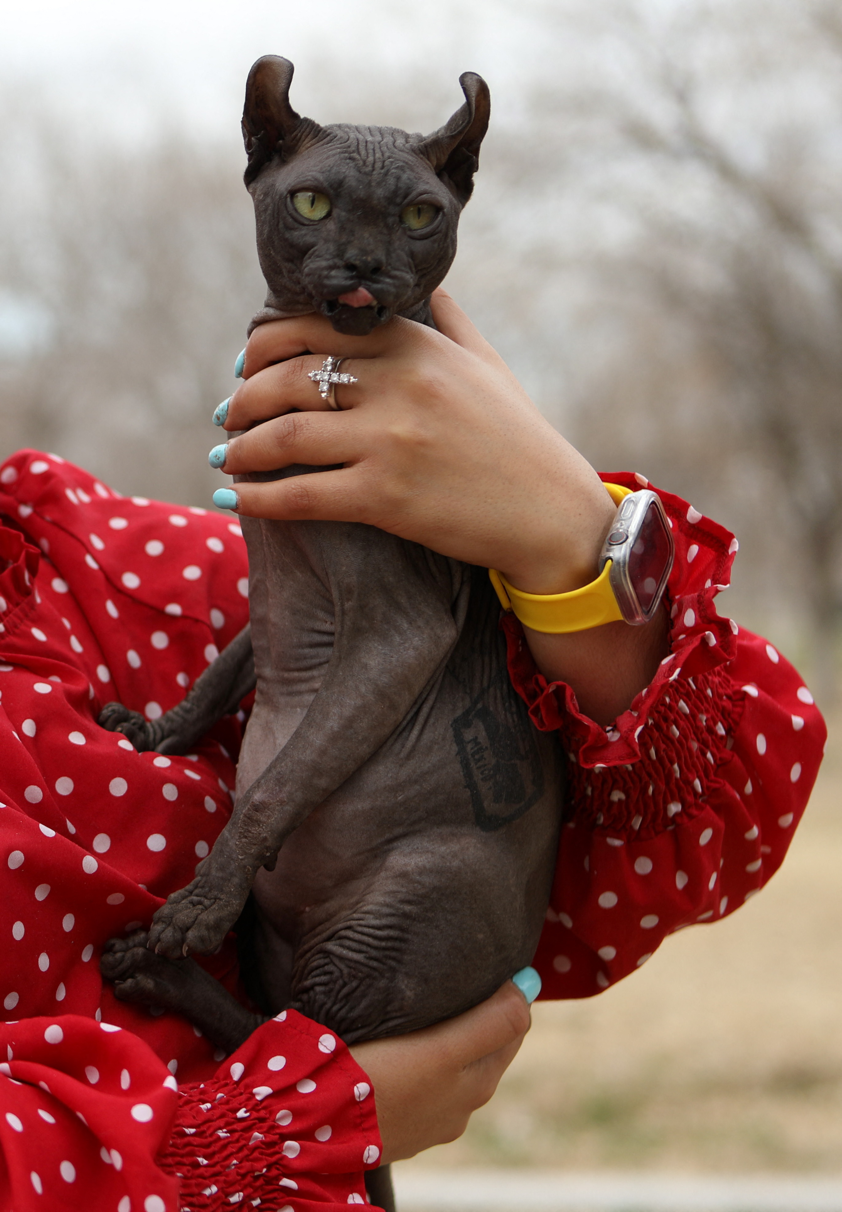 Gato tatuado