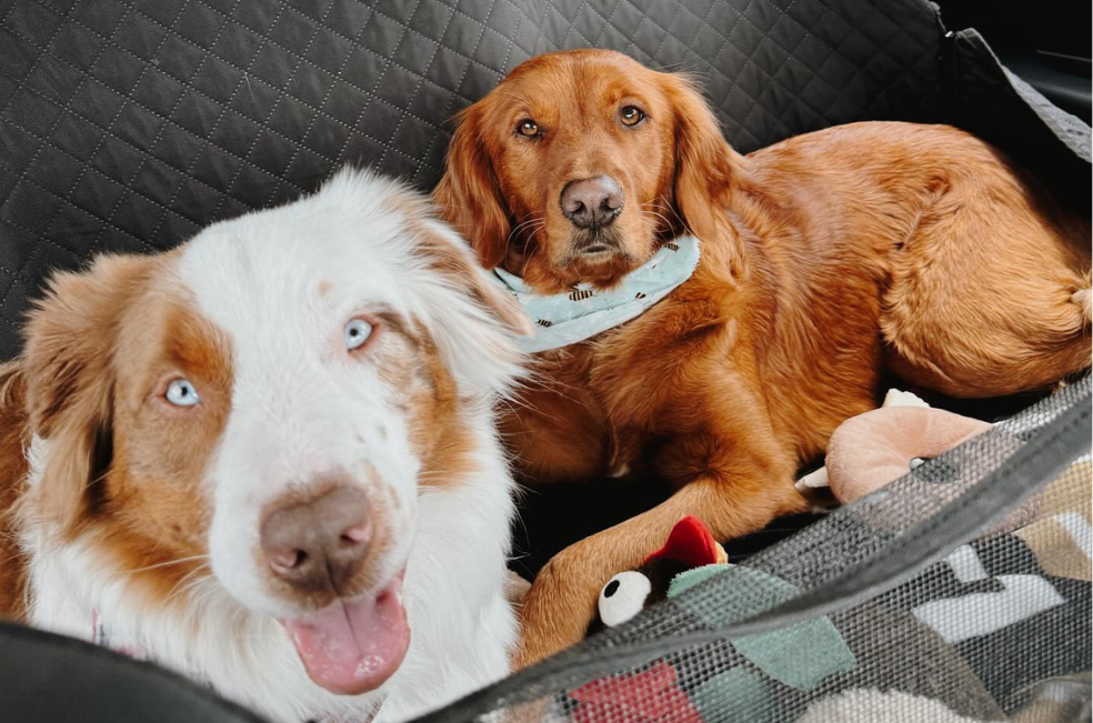 (Video) Así es la tierna relación entre una golden retriever y un perrito sordo