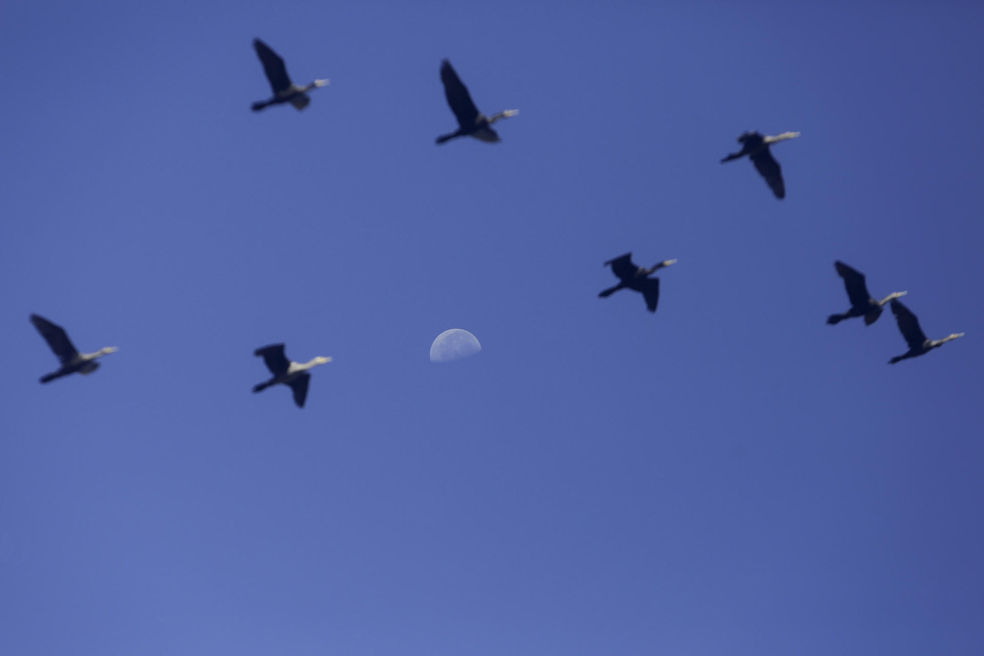 Las aves del mundo podrían emitir el mismo sonido y expertos creen saber por qué