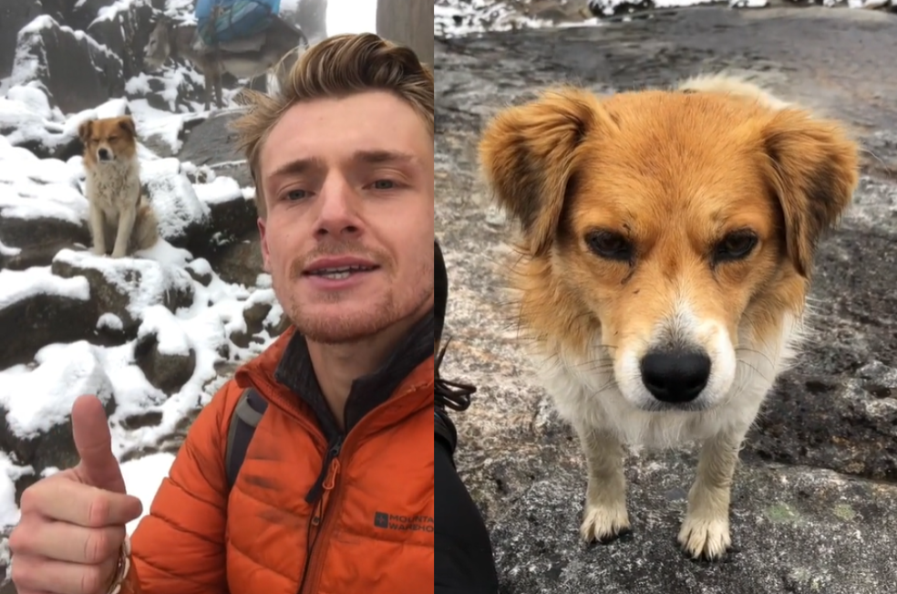 Un perro ayuda a un “influencer” extraviado en medio de las montañas de los Andes