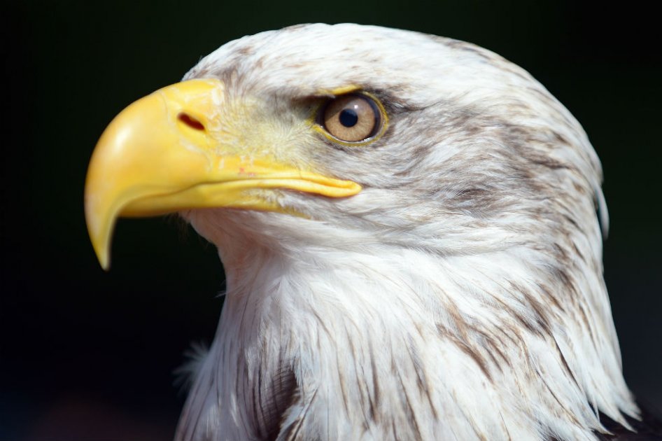 El Águila Calva, símbolo nacional de Estados Unidos, es una de las aves que se vería afectada por el calentamiento global./ AFP