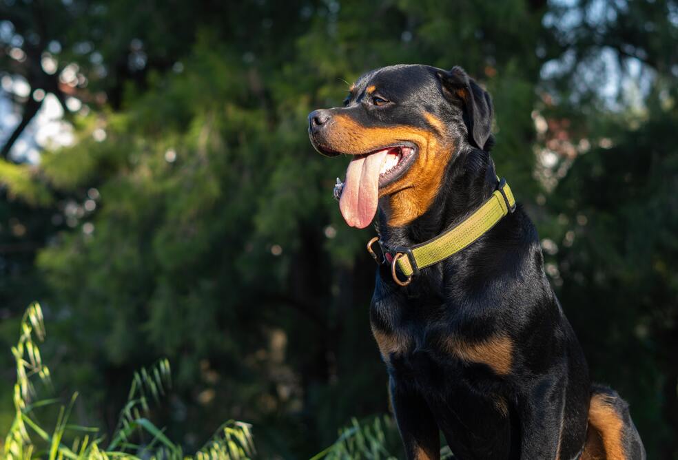 La historia de Max: un regalo navideño que se convirtió en un caso de abandono