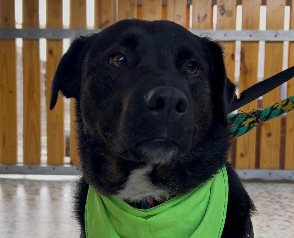 Bolt, el perro que fue abandonado cuando su familia se mudó y ahora busca hogar