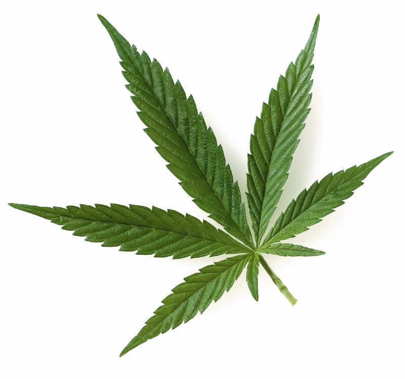 El cultivo del cannabis medicinal