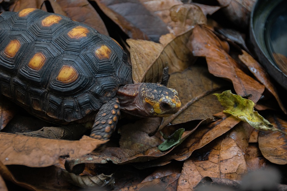 Cuatro años de cárcel para dos ciudadanos por tenencia de tortugas en Ecuador