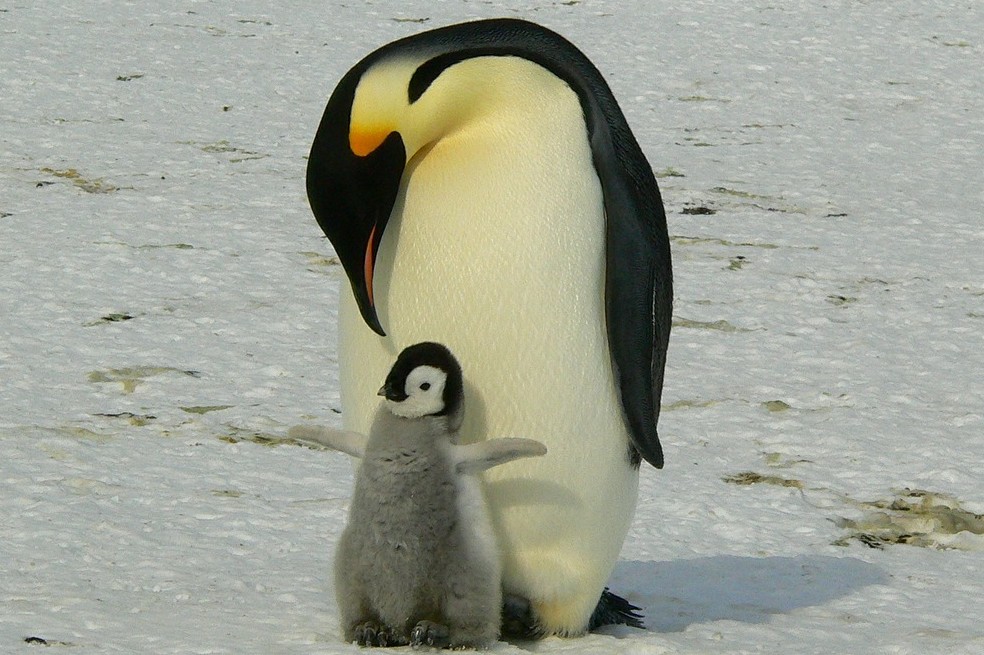 Por qué los pingüinos no vuelan y más curiosidades de estas aves