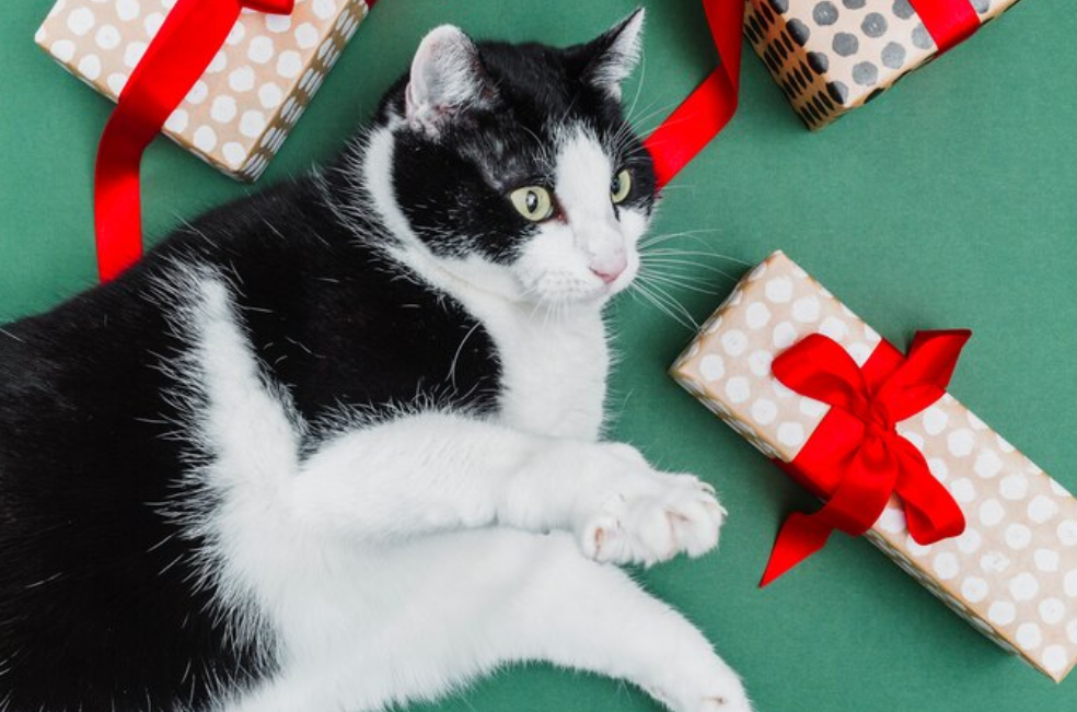 Cinco razones para tener un gato blanco con negro en casa