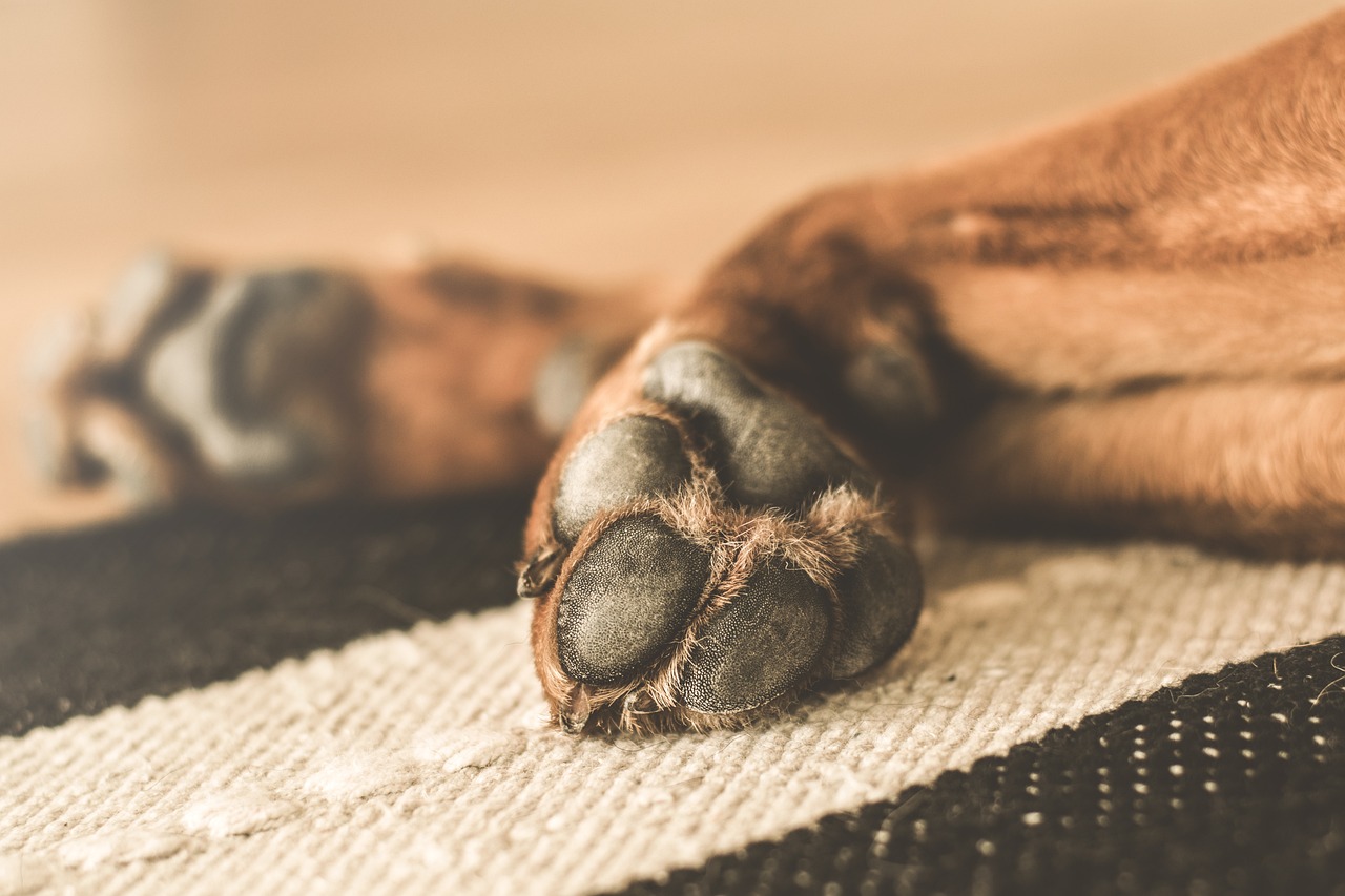 Ofrecieron recompensa por responsable de brutal agresión a perro en el Bajo Cauca