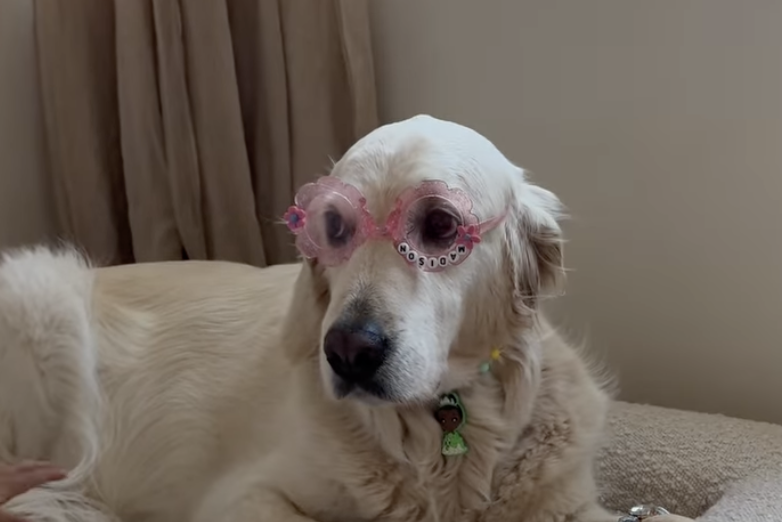(Video) Un perrito se deja maquillar por su “hermana humana”: su ternura conmovió en internet