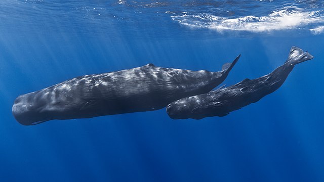 “Soplar burbujas”, la inusual estrategia de los cachalotes para poder dormir bajo el agua
