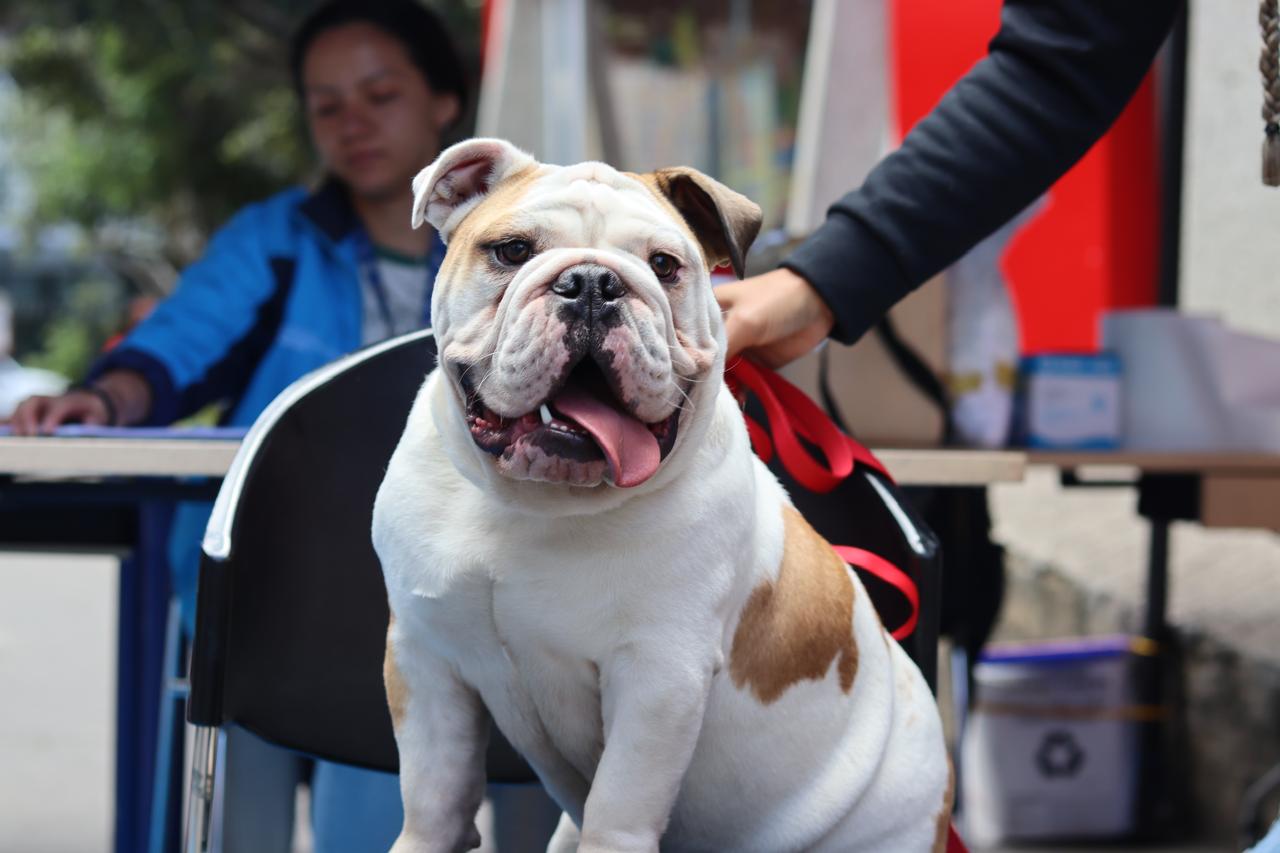 Un fin de semana para cuidar a su mascota: esterilización, vacunación y mucho más