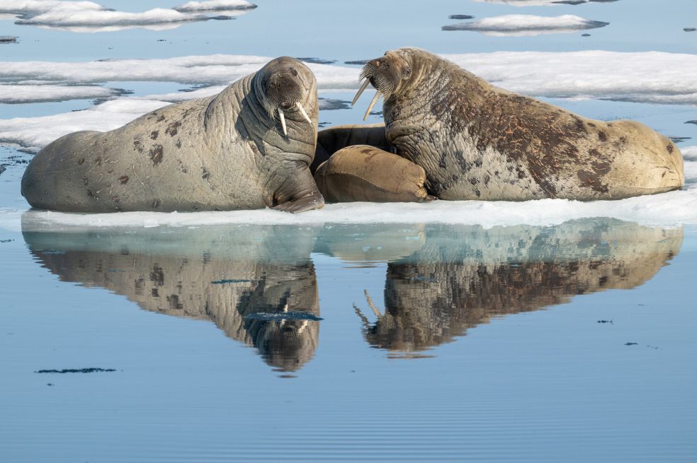 “ Enfermería de morsas” de Richard Rothstein fue la imagen ganadora elegida por el jurado. Esta fotografía fue capturada mientras navegaba en una lancha entre icebergs en el Ártico noruego.