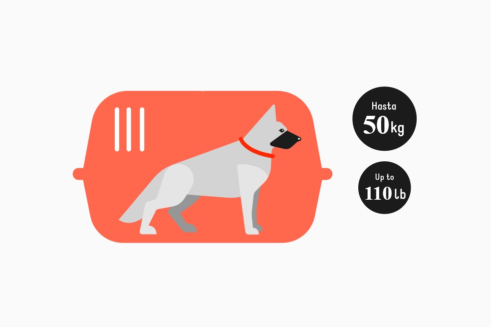 Mascotas de hasta 50 kg (en bodega)
Son perros o gatos que tienen un cargo adicional para ser transportados en bodega.