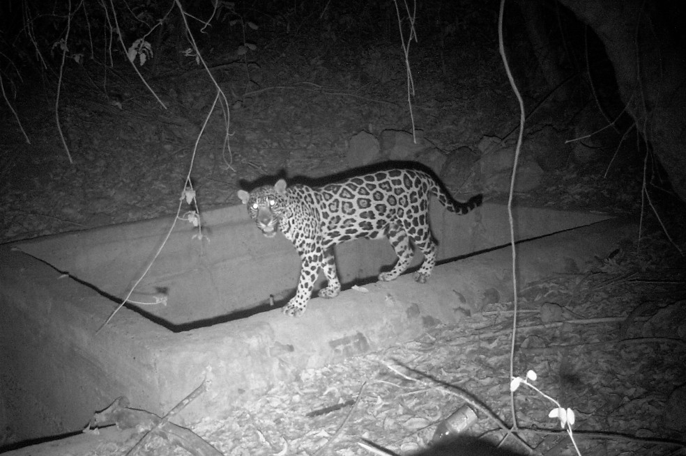 ¿Cómo convivir con un jaguar?