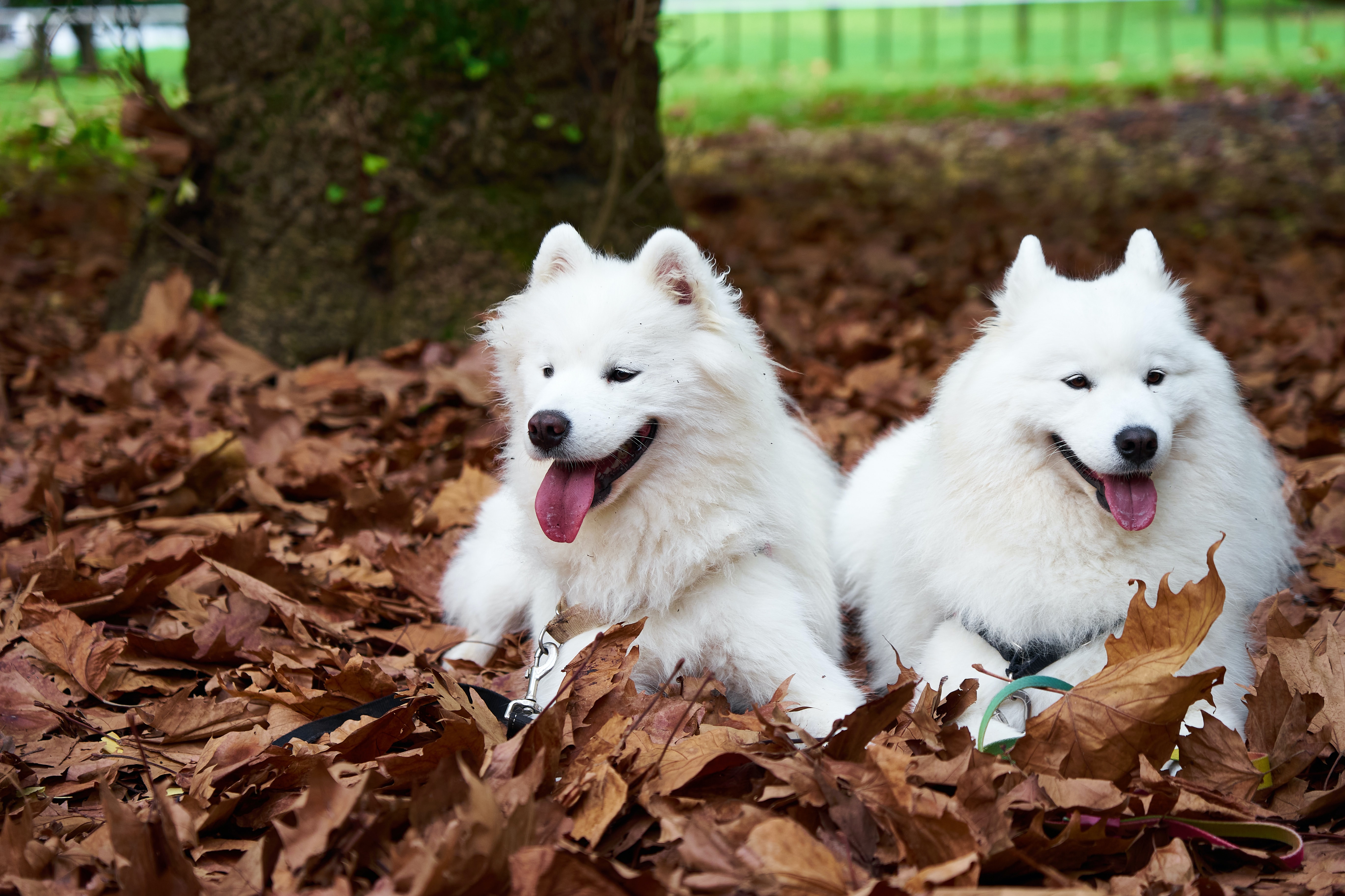 El perro samoyedo: personalidad, historia y cuidados