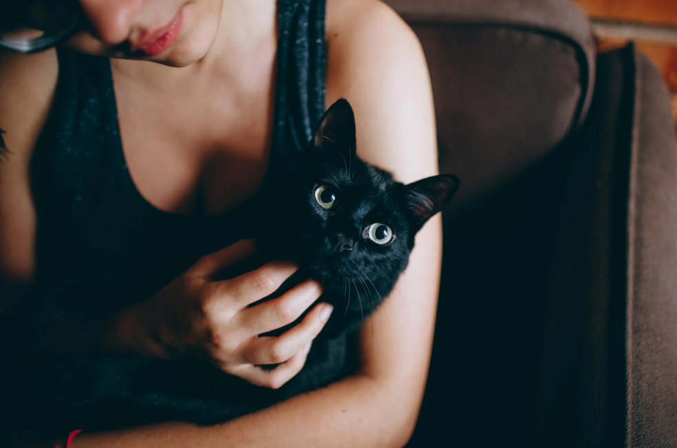¿Cómo convertirme en la persona favorita de mi gato?