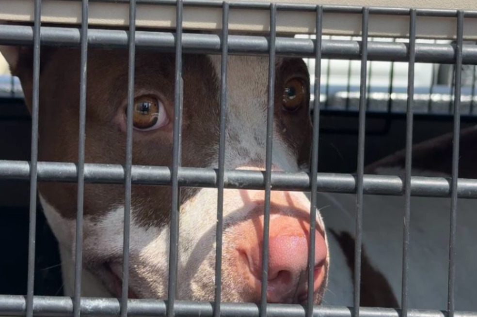 Apareció mujer que fue grabada golpeando a su perro: esto dijo