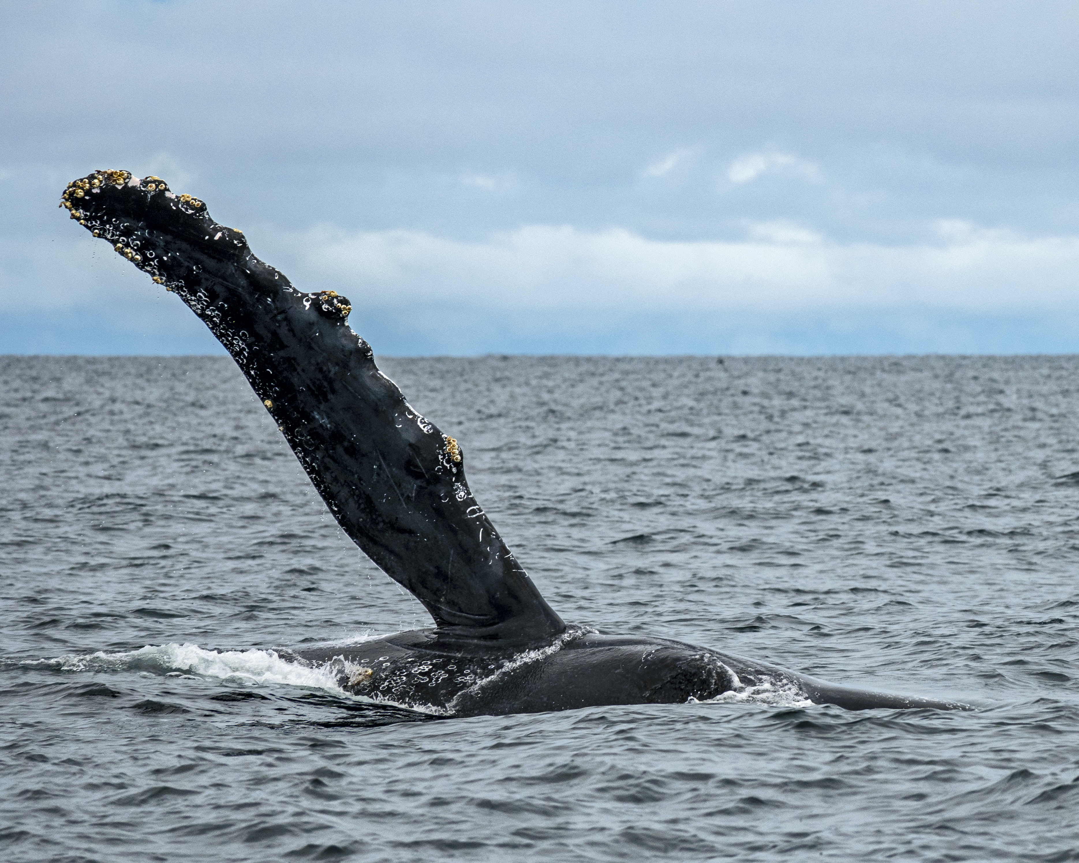 Inició proyecto para conocer la vida secreta de las ballenas jorobadas y sus crías en Colombia