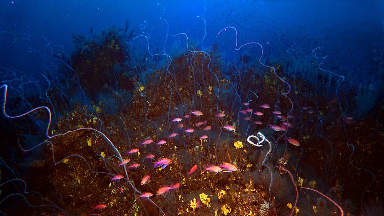 Descubren un monte submarino formado por tres volcanes