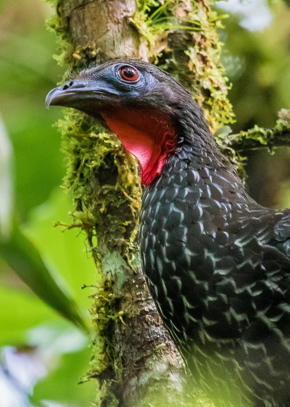 Foto: David Monroy R. / iNaturalist.org